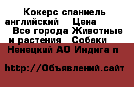 Кокерс спаниель английский  › Цена ­ 4 500 - Все города Животные и растения » Собаки   . Ненецкий АО,Индига п.